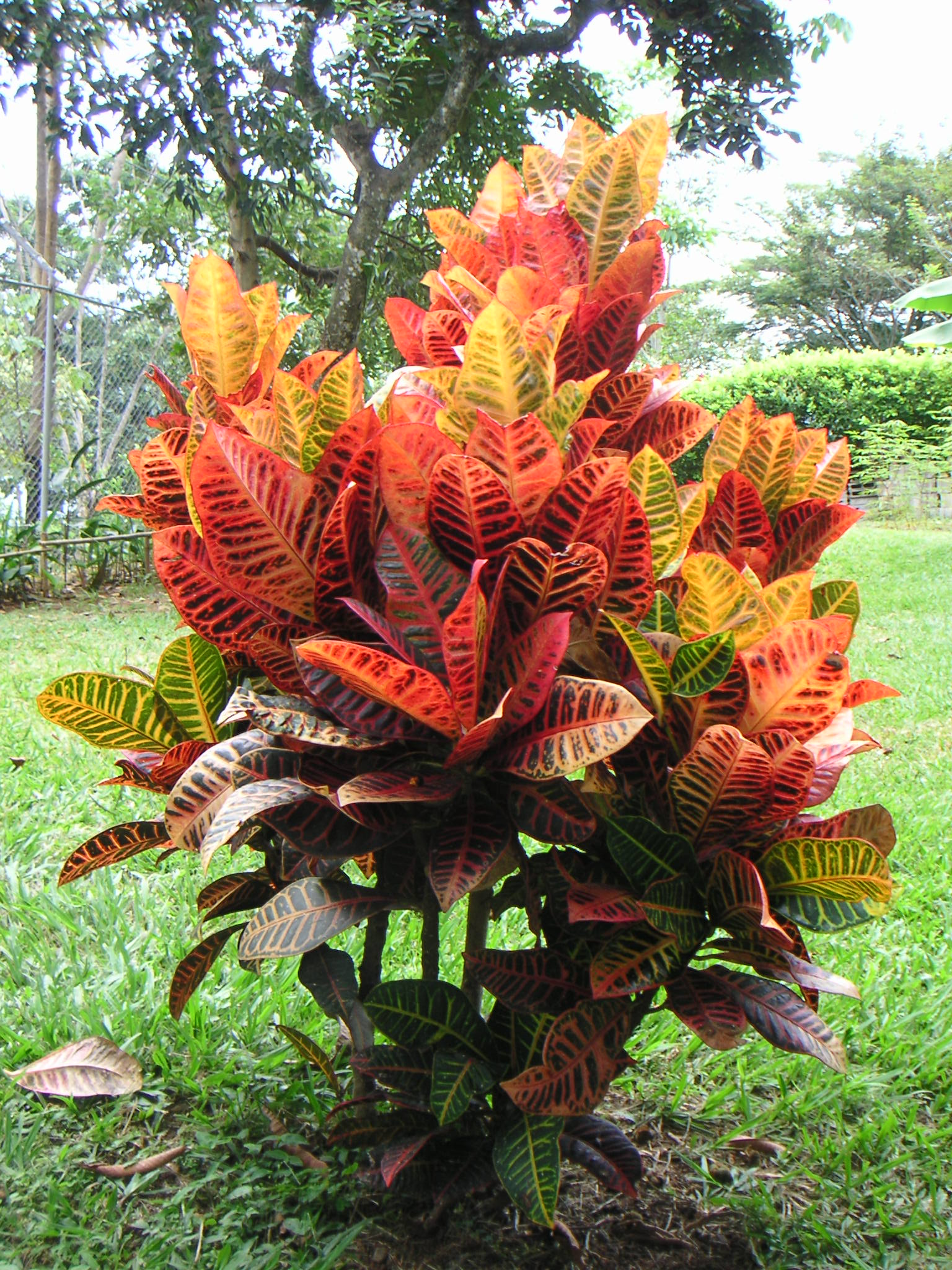 Croton Spp. (Codiaeum variegatum)