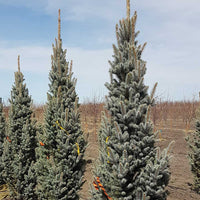 Blue Spruce Iseli Fastigiate (Picea pungens)
