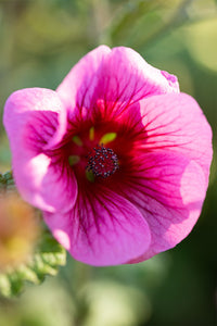 African Rose Mirembe (Anisodontea African)