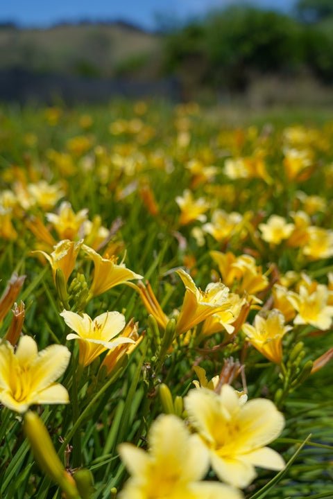 Daylily Stella Citron (Hemerocallis ) - Ladybird Nursery
