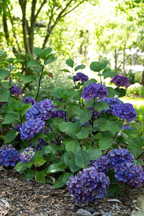 Hydrangea OBSIDIAN Storm Cloud