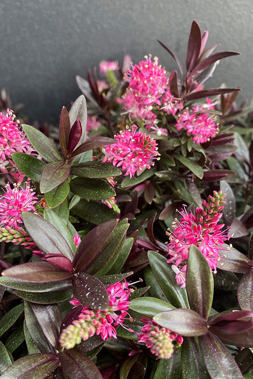 Hebe Chocolate Box Strawberry Truffle