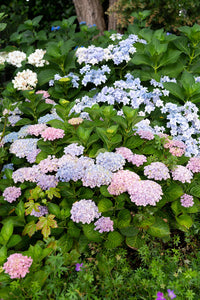 Hydrangea Magical Revolution