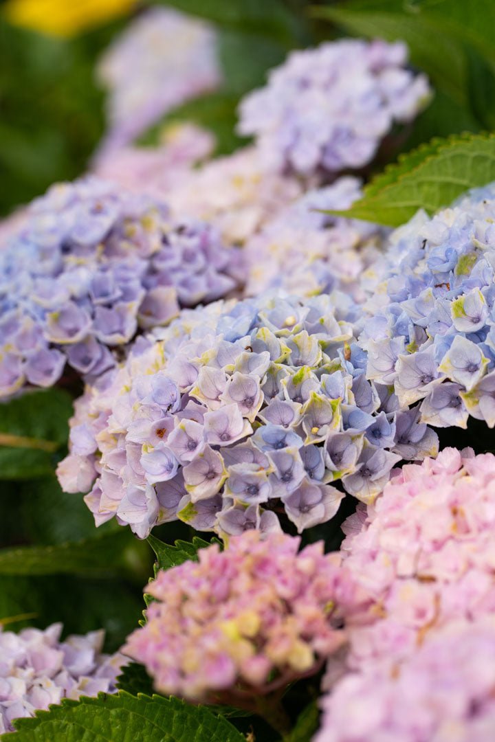 Hydrangea Magical Revolution - Ladybird Nursery