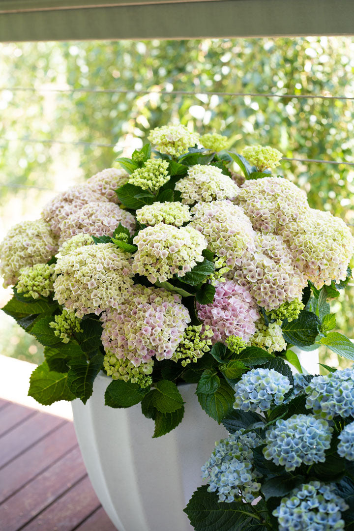 Hydrangea Magical Revolution