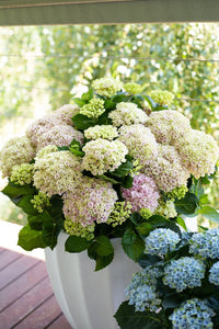 Hydrangea Magical Revolution - Ladybird Nursery