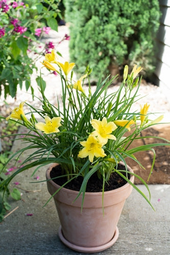 Daylily Stella Citron (Hemerocallis )
