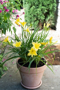 Daylily Stella Citron (Hemerocallis )