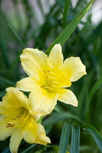 Daylily Stella Citron (Hemerocallis ) - Ladybird Nursery