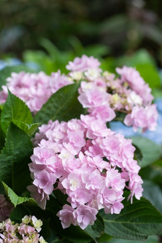 Hydrangea You and Me Forever