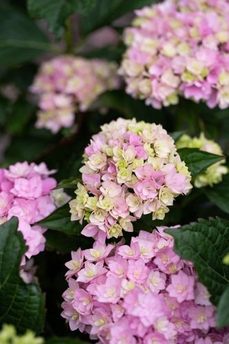 Hydrangea You and Me Forever - Ladybird Nursery