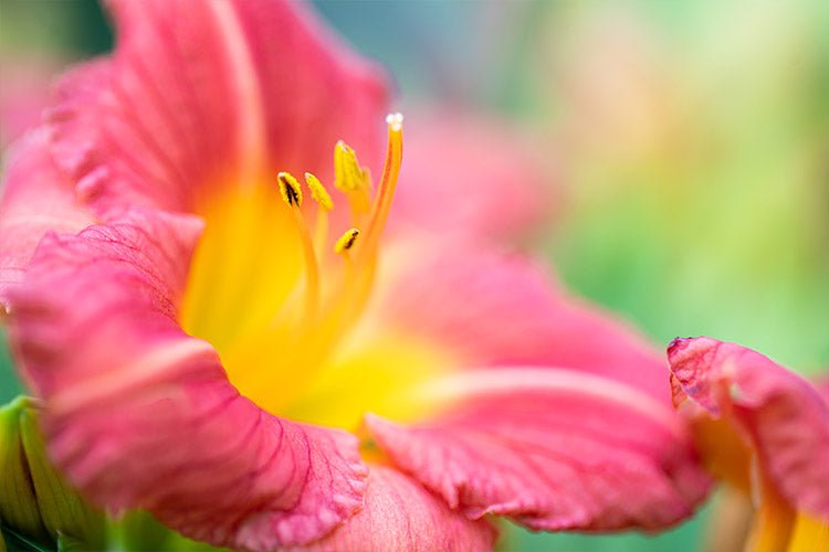 Daylily Stella Rouge (Hemerocallis ) - Ladybird Nursery