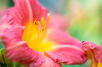 Daylily Stella Rouge (Hemerocallis )