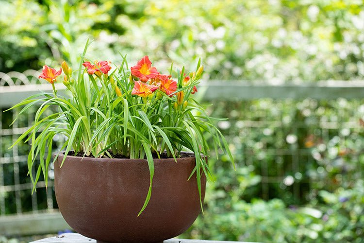 Daylily Stella Rouge (Hemerocallis ) - Ladybird Nursery