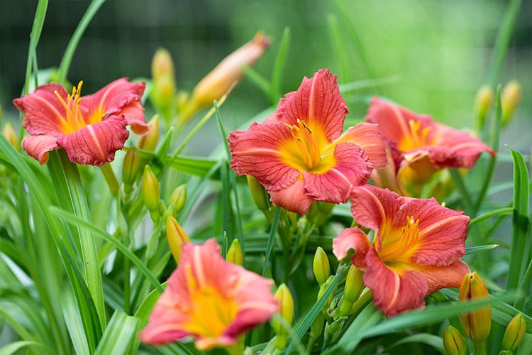 Daylily Stella Rouge (Hemerocallis ) - Ladybird Nursery