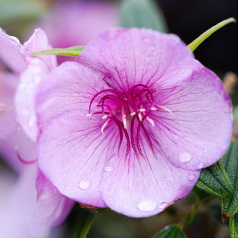 Tibouchina 'Mojo Baby' - Ladybird Nursery