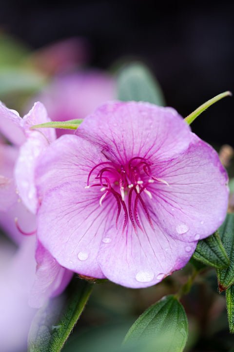 Tibouchina 'Mojo Baby' - Ladybird Nursery