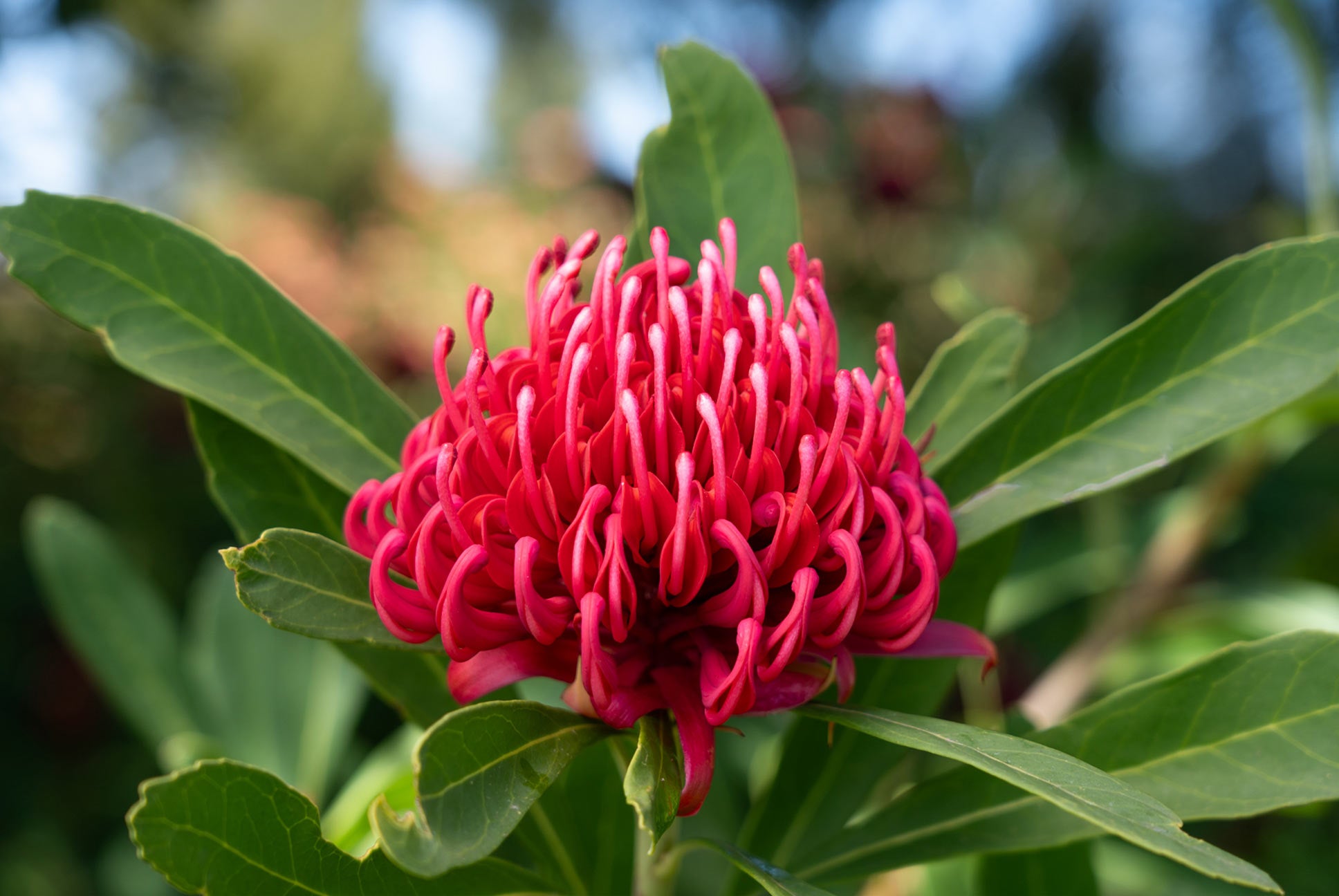 Waratah Essies Gift (Telopea) - Ladybird Nursery