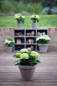 Hydrangea Magical Pearl - Ladybird Nursery