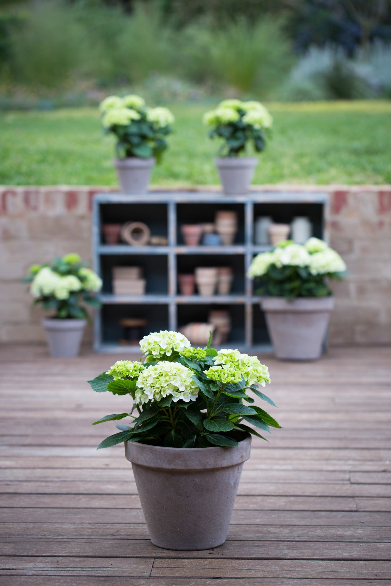 Hydrangea Magical Pearl - Ladybird Nursery