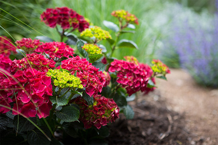 Hydrangea Magical Ruby