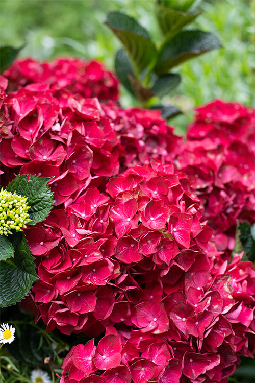Hydrangea Magical Ruby