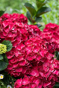 Hydrangea Magical Ruby