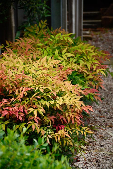 Heavenly Bamboo Magical Daybreak™ (Nandina domestica) - Ladybird Nursery