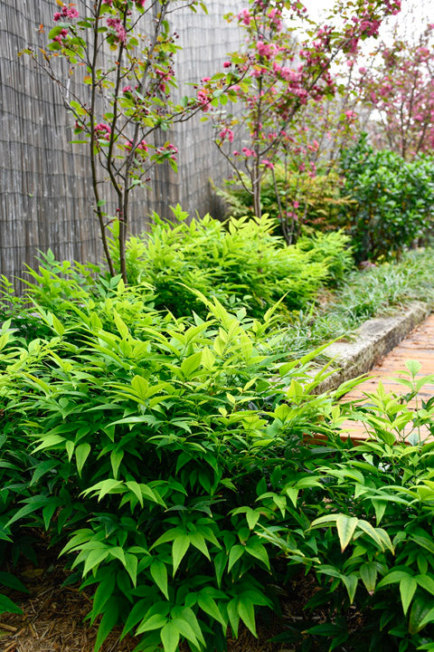 Heavenly Bamboo Magical Lemon Lime™ (Nandina domestica)