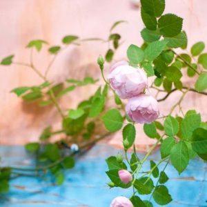 Rose Perfume Delight 2 ft Standards (Rosa)