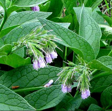 Comfrey (Symphytum officinale) - Ladybird Nursery