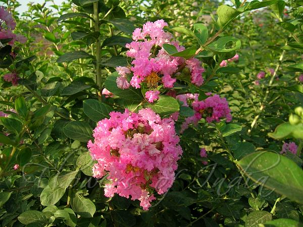 Crepe Myrtle (Lagerstroemia indica) - Ladybird Nursery