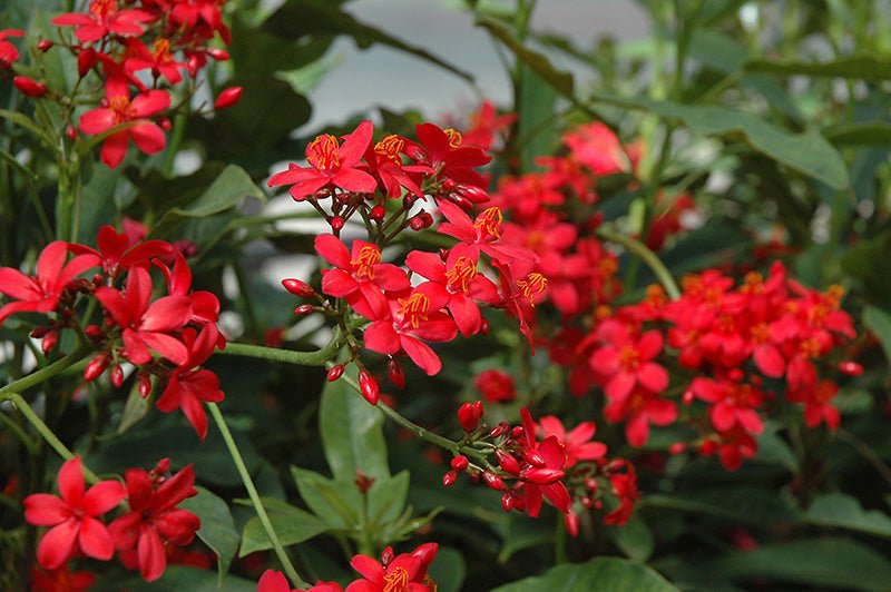 Peregrina (Jatropha integerrima) - Ladybird Nursery