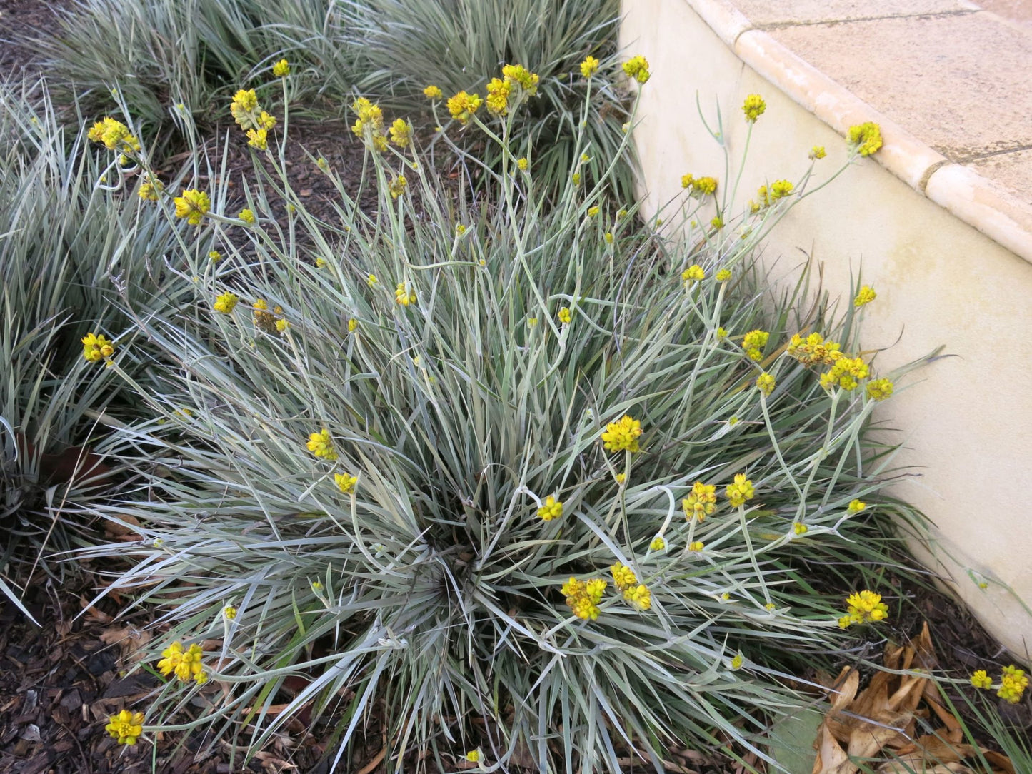 Grey Cottonhead (Conostylis candicans)