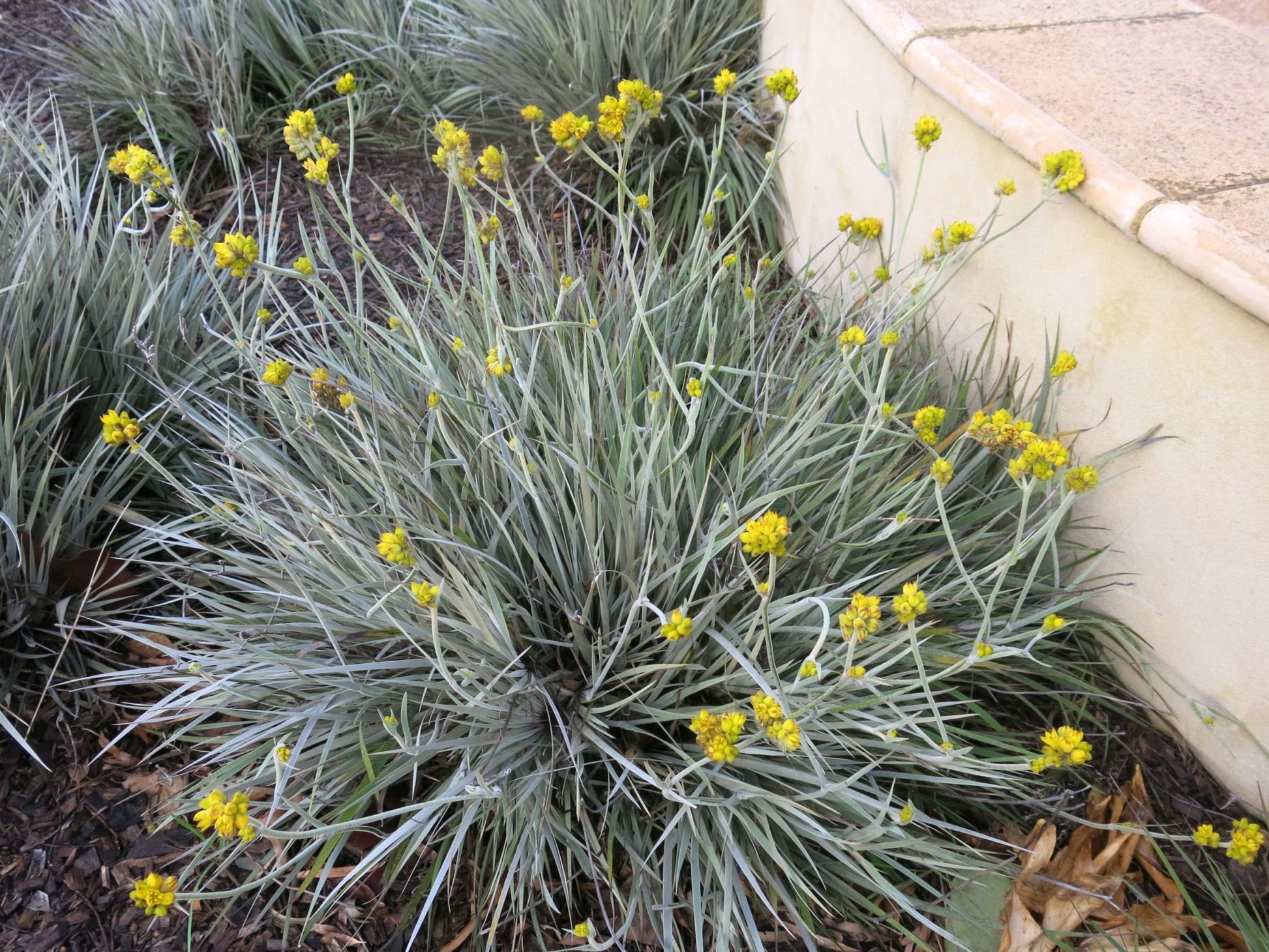 Grey Cottonhead (Conostylis candicans)