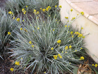 Grey Cottonhead (Conostylis candicans)