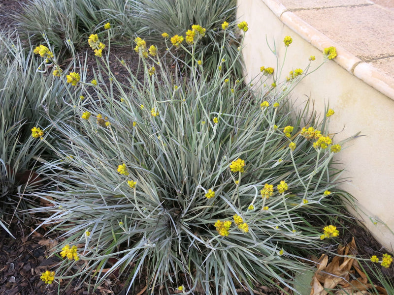 Grey Cottonhead (Conostylis candicans)