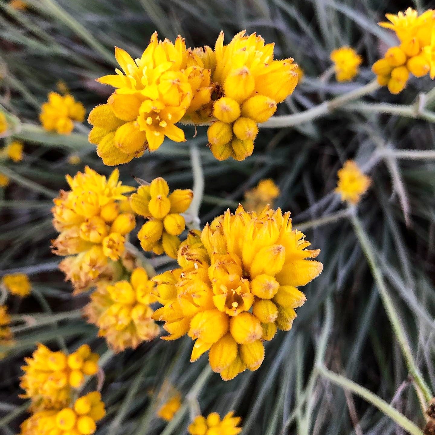 Grey Cottonhead (Conostylis candicans)