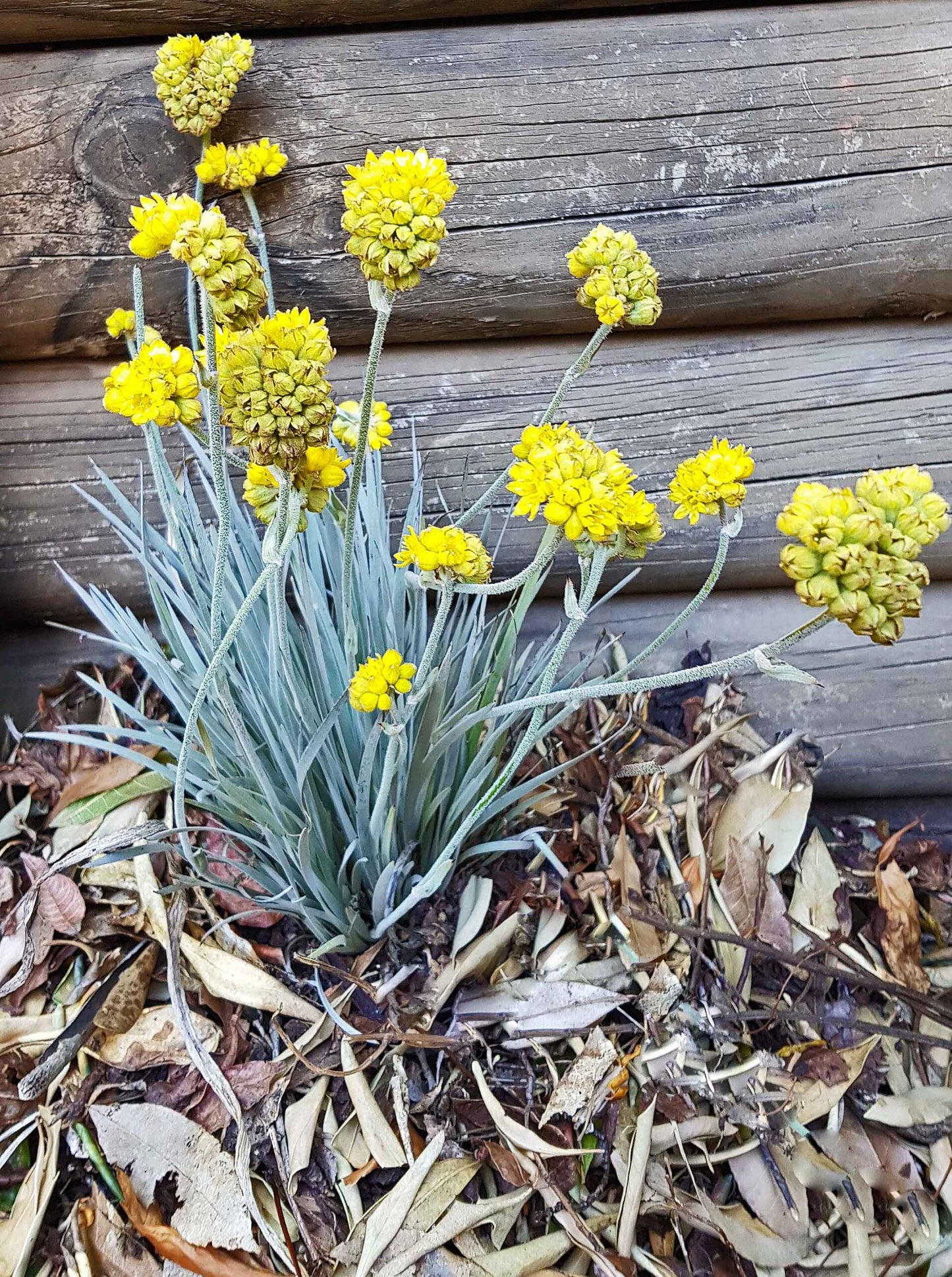Grey Cottonhead Dwarf (Conostylis candicans)