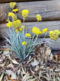 Grey Cottonhead Dwarf (Conostylis candicans)