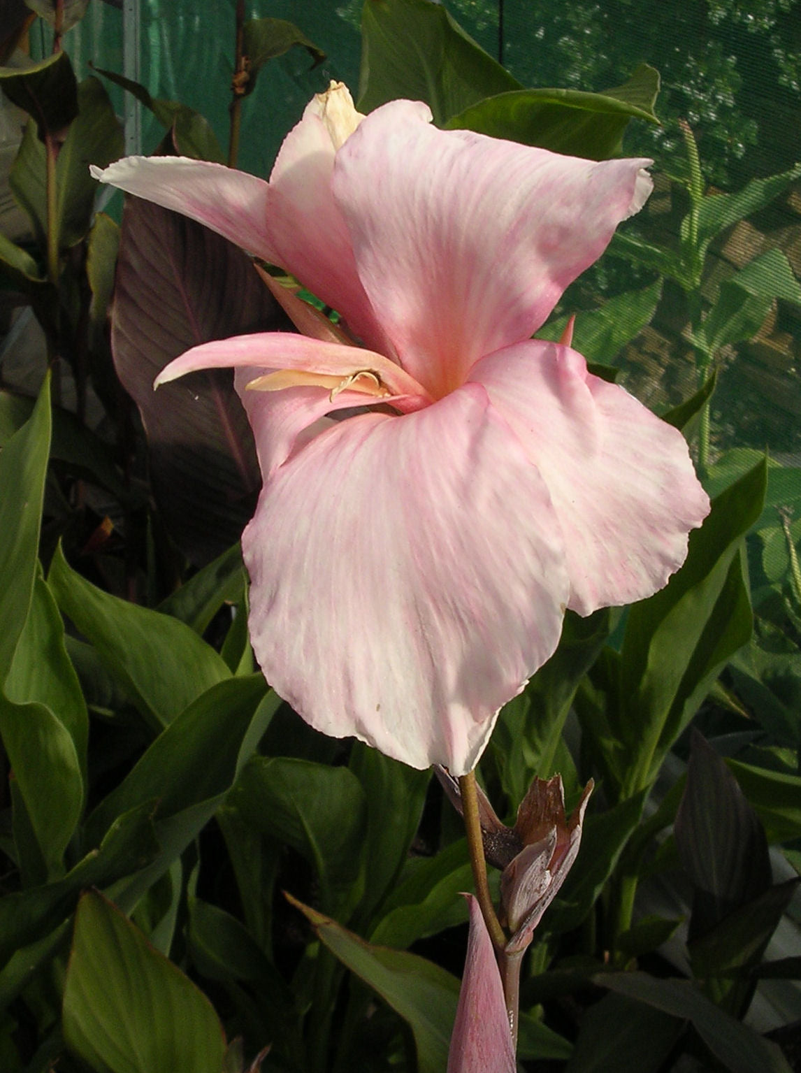 Canna (Canna Constitution)