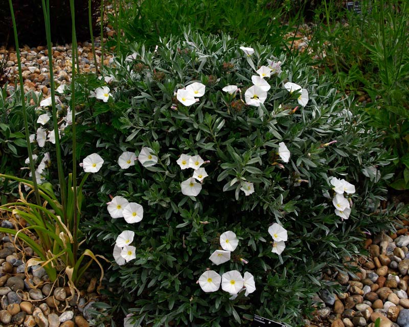 Silverbush Silvery Moon (Convolvulus cneorum) - Ladybird Nursery