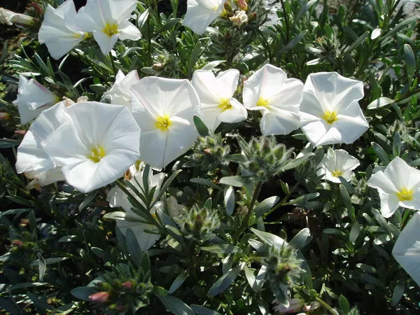 Silverbush (Convolvulus cneorum)