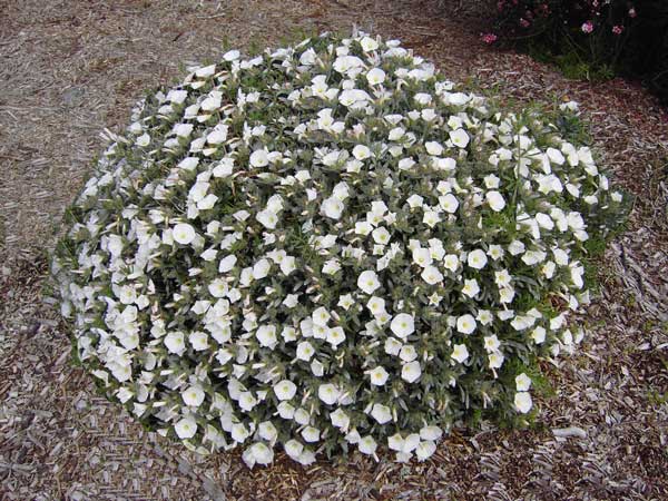Silverbush (Convolvulus cneorum)