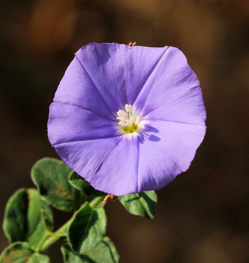 Blue Rock Bindweed (Convolvulus sabatius)