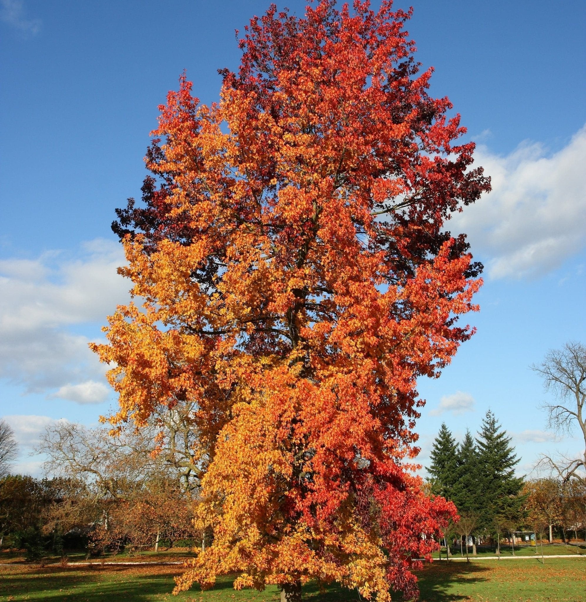 Liquid Amber (Liquidambar styraciflua) - Ladybird Nursery