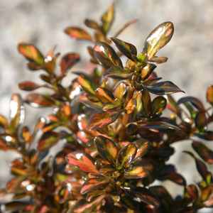 Coprosma Evening Glow