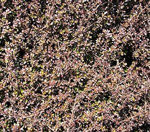 Coprosma Cappuccino - Ladybird Nursery