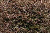 Coprosma Cappuccino