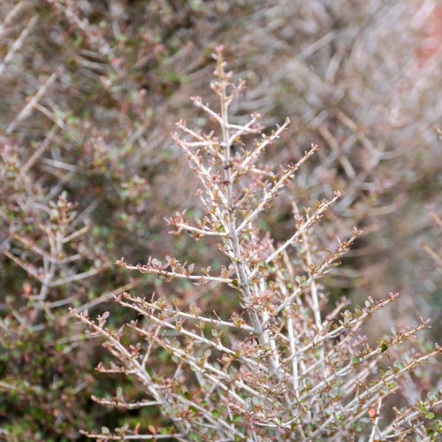 Coprosma Cappuccino - Ladybird Nursery